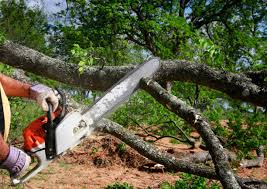 Best Tree Cabling and Bracing  in Mobridge, SD